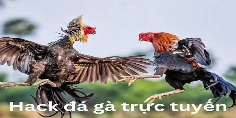 Typhu88 – Hướng Dẫn Bạn Cách Hack Đá Gà Trực Tuyến hack-da-ga-truc-tuyen-1-1