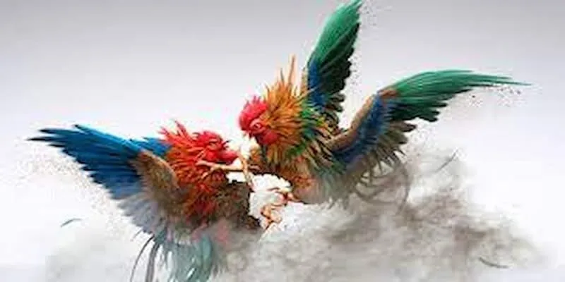 Luật Đá Gà Thomo
