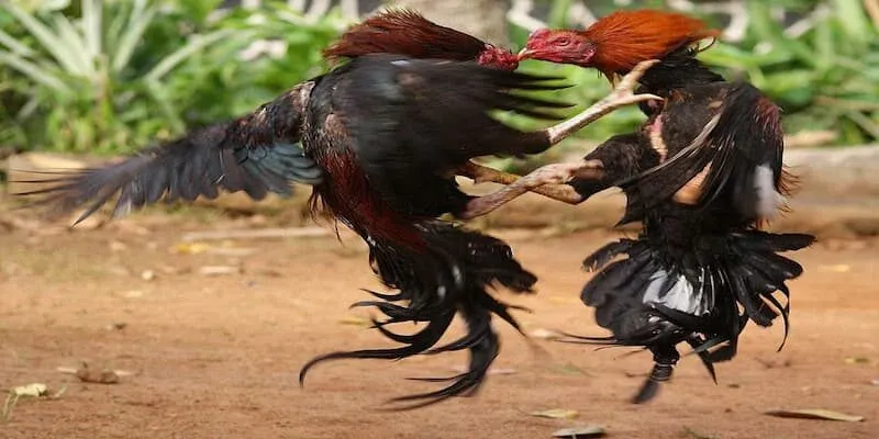 Wala Là Gì Trong Đá Gà? Các Thuật Ngữ Phổ Biến wala-la-gi-trong-da-ga-1-1